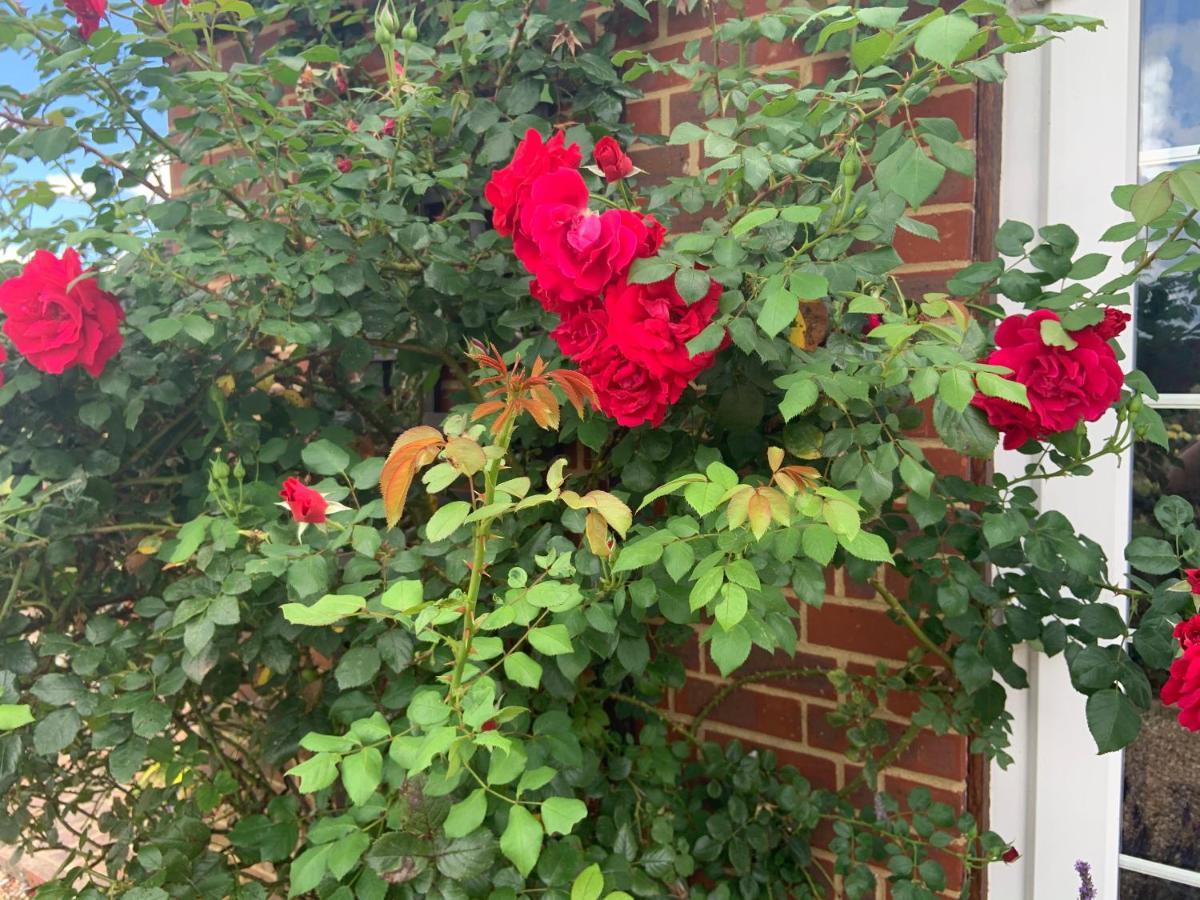 Rose Cottage Rye Exteriör bild